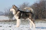 ALASKAN MALAMUTE 054